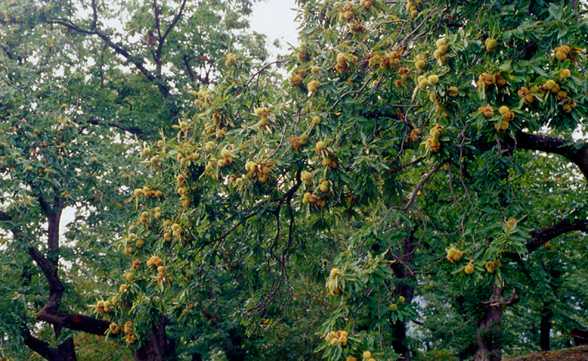  Image name: 30-castagne.jpg 
 width: 588 pixel 
 height: 361 pixel 
 Size: 48097 bytes 
 Click to enlarge 